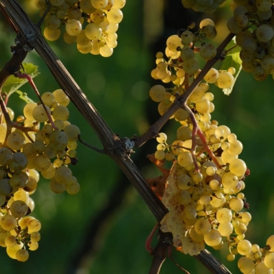 Riesling 100